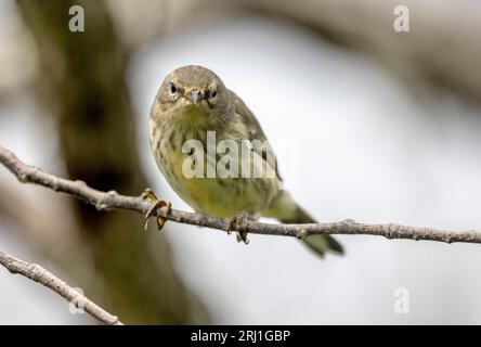 (Ottawa, Kanada--19. August 2023) Cape May Warbler am Mud Lake on the Ridge. Copyright 2023 Sean Burges / Mundo Sport Images. Stockfoto