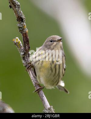 (Ottawa, Kanada--19. August 2023) Cape May Warbler am Mud Lake on the Ridge. Copyright 2023 Sean Burges / Mundo Sport Images. Stockfoto