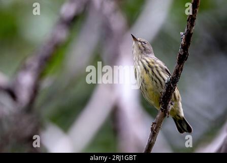 (Ottawa, Kanada--19. August 2023) Cape May Warbler am Mud Lake on the Ridge. Copyright 2023 Sean Burges / Mundo Sport Images. Stockfoto