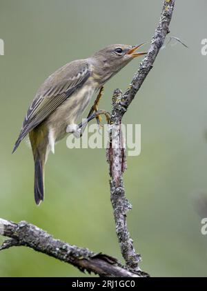 (Ottawa, Kanada--19. August 2023) Cape May Warbler am Mud Lake on the Ridge. Copyright 2023 Sean Burges / Mundo Sport Images. Stockfoto