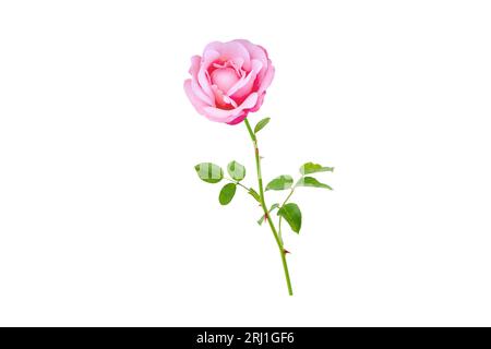Rosa Rosenblütenknospe und Blätter verzweigt sich isoliert auf weiß. Hybrid-Tee-Rosenblütenkopf. Stockfoto