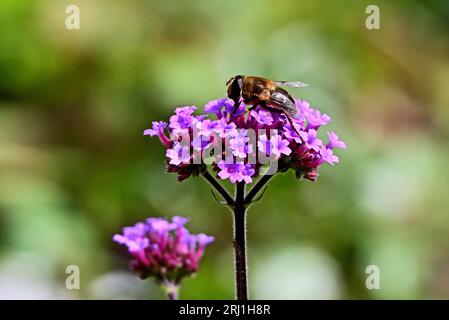 In ganz Großbritannien - eine Nahaufnahme einer Biene auf einer Verbina-Blüte Stockfoto