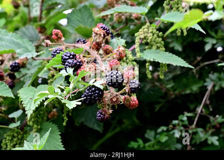 In ganz Großbritannien – Wilde Brombeeren zum Sammeln bereit Stockfoto