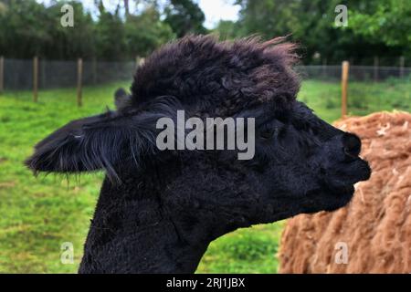 Kopfschuss aus schwarzem Alpaka Stockfoto