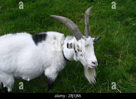 Ziege mit langen Hörnern Stockfoto