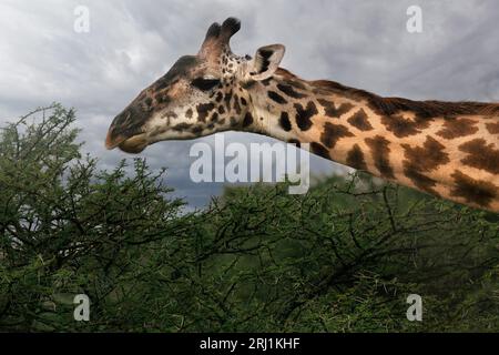 Porträt einer wilden majestätischen Maasai Giraffe in der Savanne im Serengeti-Nationalpark, Tansania, Afrika Stockfoto