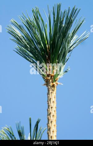 Limbertwig, Limberkiefer, Pinus flexilis 'Vanderwolfs Pyramid', Nadelholz, Nadeln, Nahaufnahme, Kiefer, Verzweigung Stockfoto