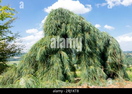 Die Pendula im Garten ist aus der weinenden östlichen weißen Kiefer Pinus Strobus Stockfoto