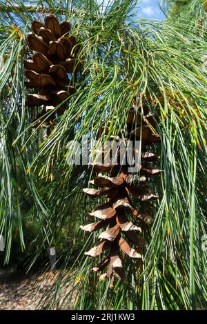 Östliche Weißkiefer, Pinus Strobus Pendel, Kegel Pinus Strobus Stockfoto