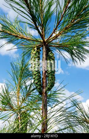 Koniferen, Kegel, Pinus strobus x Ayacahuit junger weiblicher Kegel Kiefer Stockfoto