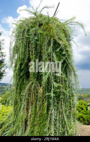 Pendulierter Gartenbaum, japanischer Larch Larix kaempferi „Stiff Weeping“ Stockfoto