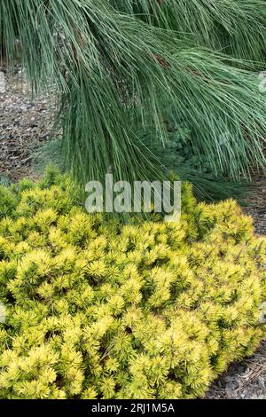 Pinus mugo Ophir wächst unter Pinus ponderosa „Penaz“ Stockfoto