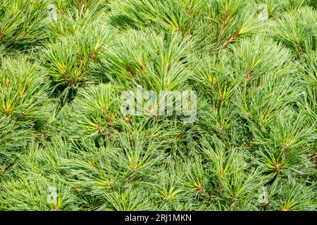 Kiefer, Laub, Pinus strobus 'Diablo', Nadelholz, Nadeln, Östliche Weiße Kiefer Stockfoto