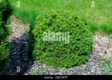 Kissen, Kiefer, Pinus, montana, Pinus mugo „Mini Mops“, Mugo Kiefer, Zwerg, Konifer, Pflanze Stockfoto