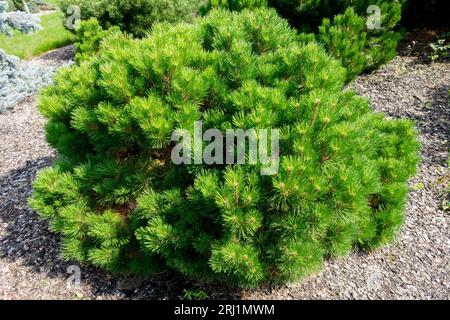 Europäische Schwarzkiefer Pinus nigra „Compacta“ österreichischer Kieferngarten Pinus Zwergkiefer Europäische Kiefernkiefer Nadelholz Schwarzkiefer Kissen Pflanze kompakt geformt Stockfoto