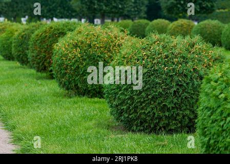 Gartengestaltung mit abgerundeten Sträuchern und grünen Rasenflächen Stockfoto