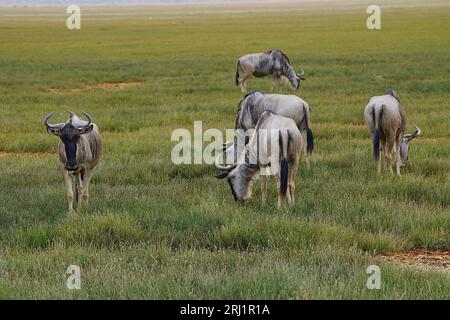 Herde der Blauen Gnus in der afrikanischen Savanne im Amboseli-Nationalpark im Kajiado County, Kenia, an 2023 warmen, sonnigen Wintertagen im Juli. Stockfoto