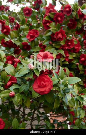 Camellia japonica Blume aus nächster Nähe Stockfoto