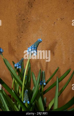 Muscari armeniacum blauer Blüten Stockfoto