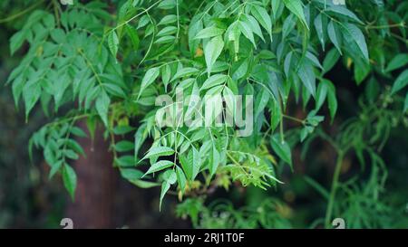 Medizinische Neem Blätter Azadirachta indica, Siamese Neem Blätter, Neem Blätter Stockfoto