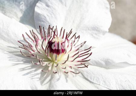 Nahaufnahme einer Gartenblume, Asian Virginsbower, Clematic Florida. Makroaufnahmen eines Teils der Blütenblätter, mit Anther und Stigma in der Mitte. Stockfoto