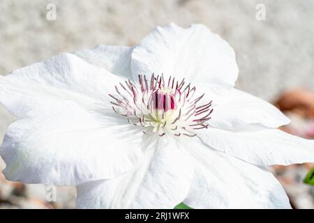 Nahaufnahme einer Gartenblume, Asian Virginsbower, Clematic Florida. Makroaufnahmen eines Teils der Blütenblätter, mit Anther und Stigma in der Mitte. Stockfoto