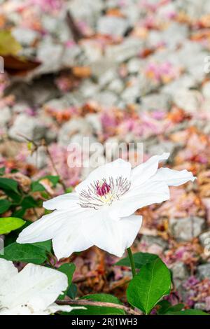 Nahaufnahme einer Gartenblume, Asian Virginsbower, Clematic Florida. Blumenkopf mit einigen grünen Blättern darunter, dann ein Hintergrund aus weißen Kieseln. Stockfoto