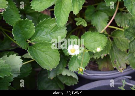 Blühende Erdbeerpflanzen Stockfoto