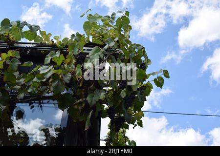 rote Trauben Stockfoto