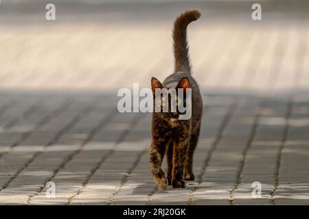 Streunende Katze spaziert auf Steinstraßen. Stockfoto