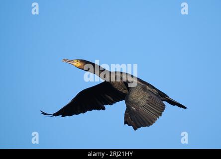 Kormorane nutzen inländische kommunale Stätten, Postzucht, zur Sicherheit vor der Abfahrt am frühen Morgen, um sich zu ernähren. Stockfoto