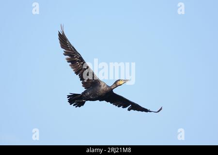 Kormorane nutzen inländische kommunale Stätten, Postzucht, zur Sicherheit vor der Abfahrt am frühen Morgen, um sich zu ernähren. Stockfoto