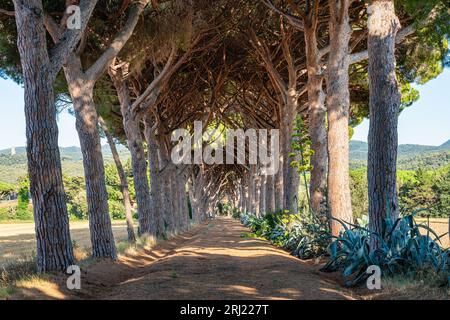 Malerische Pinienstraße in der Nähe von Castagneto Carducci. In der Provinz Livorno, Toskana, Italien. Stockfoto