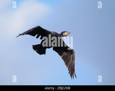 Kormorane nutzen inländische kommunale Stätten, Postzucht, zur Sicherheit vor der Abfahrt am frühen Morgen, um sich zu ernähren. Stockfoto