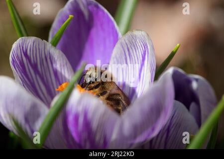 Honigbiene auf pickwick-Krokus Stockfoto