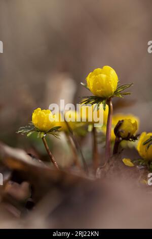 Winterling, Eranthis hyemalis, Winterakonit Stockfoto