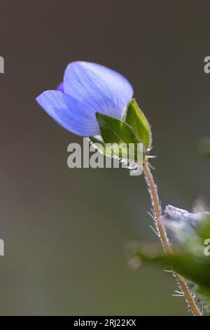 Veronica chamaedrys, Ehrenpreis, Veronica chamaedrys, der Germander speedwell, das Vogelauge speedwell, oder Katzenaugen Stockfoto