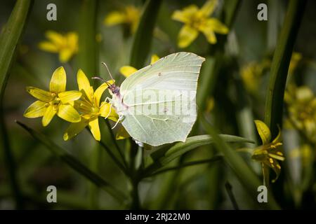 Schwefel (Gonepteryx rhamni) am gelben Stern von Bethlehem Stockfoto