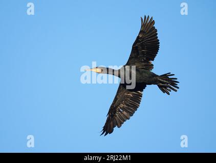 Kormorane nutzen inländische kommunale Stätten, Postzucht, zur Sicherheit vor der Abfahrt am frühen Morgen, um sich zu ernähren. Stockfoto