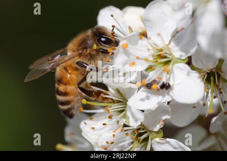 Honigbiene (Honigbiene, apis mellifera) auf Falzgewirr (Schlehe Stockfoto