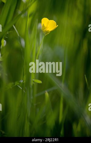 Acker-Hahnenfuß, Ranunkulus arvensis, Feldbutt, auf der Wiese Stockfoto