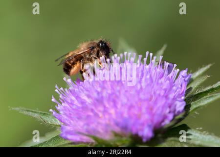 Osmia, wahrscheinlich Osmia rufa oder Osmia bicornis, rote maurerbiene Stockfoto