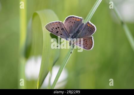 Lycaena tityrus (Brauner Feuerfalter, Schwefelvögelchen, Rußkupfer) Stockfoto