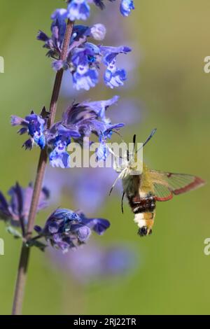 Hummelschwärmer (Hemaris fuciformis), breitgefächerte Bienenfalenmotte, auf Katzenminze (Nepeta cataria) Stockfoto