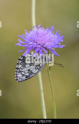 Schachbrett (melanargia galathea, weiß marmoriert) auf dem Feld skabious Stockfoto