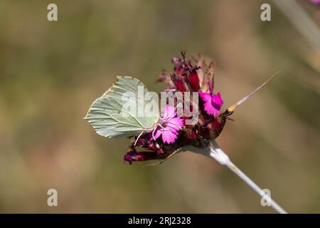 Schwefel-Schmetterling sitzt auf Nelke Stockfoto