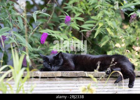 Schwarze Katze liegt im Sommer auf einem Holzdeck Stockfoto