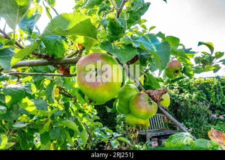 Bramley-Äpfel wachsen auf einem Baum in einem Wohngarten Stockfoto