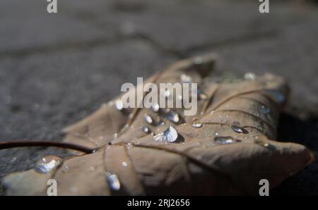 Tautropfen auf einem Blatt, das auf dem Boden liegt Stockfoto