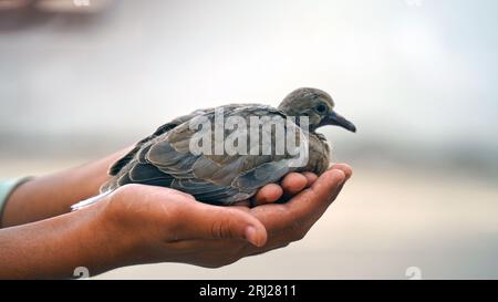 Hilf den Vögeln, das kleine Küken sitzt auf seiner Handfläche. Das Sparrow Chick in der Hand des Menschen. Nahaufnahme. Stockfoto